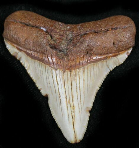 Chubutensis Tooth - Megalodon Ancestor #26692